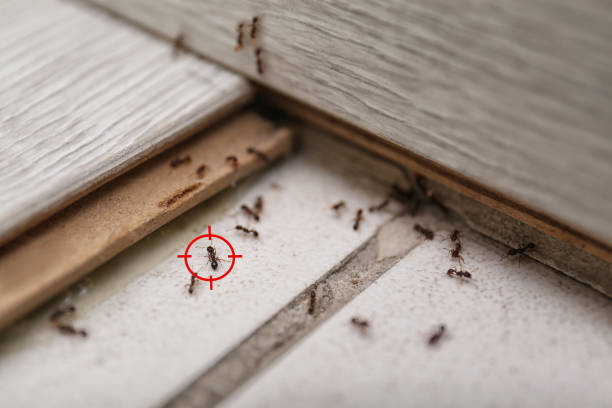Best Pest Prevention Services  in Crockett, CA