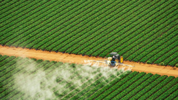 Best Pest Removal Services  in Crockett, CA